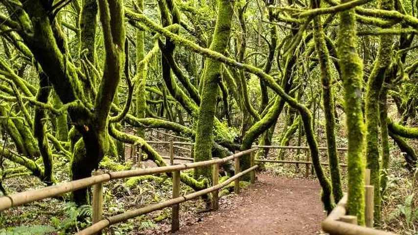 El Parque Nacional de Garajonay es declarado como Patrimonio Mundial por la UNESCO. (Foto: Envato)