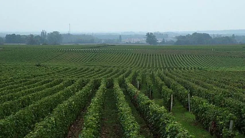 Región de Borgoña alrededor de Dijon y Beaune. (Foto: Wikimedia)