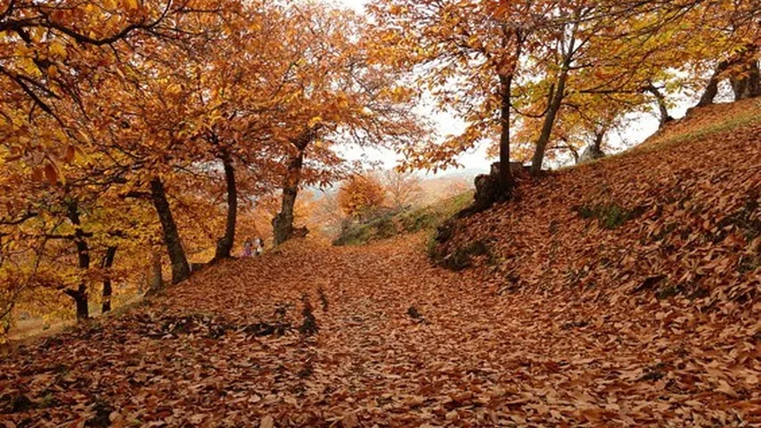 Bosque de cobre en el valle del Genal, Málaga. (Foto: Wikimedia)